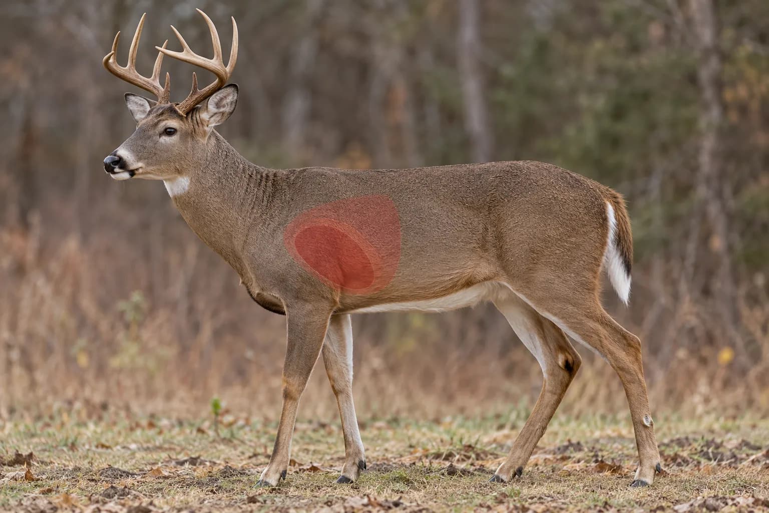 Broadside white-tailed deer with a broad translucent heart-lung target region behind the near shoulder