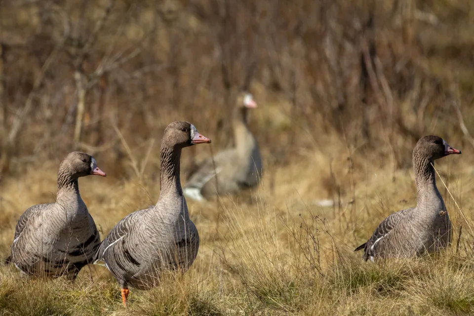Greater white-fronted geese on grassland