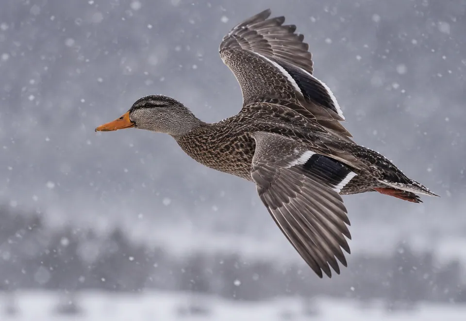 American black duck — verified North Ground species photograph