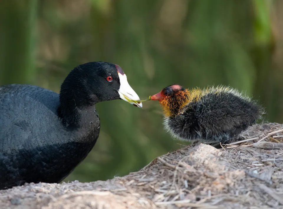 American coot beside its chick