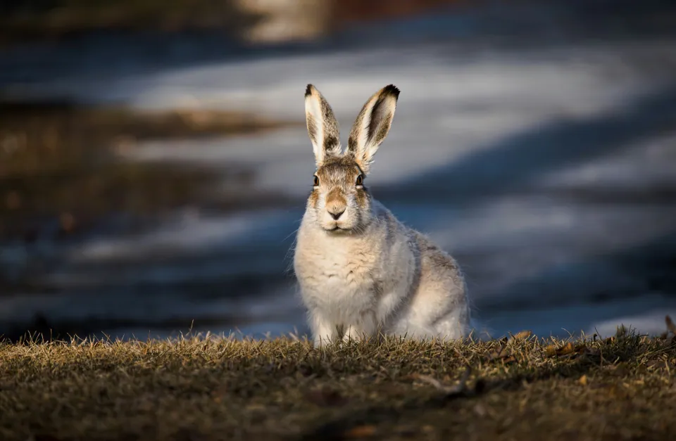 Snowshoe hare