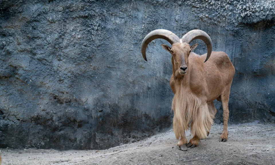 Barbary sheep standing in front of a rock wall