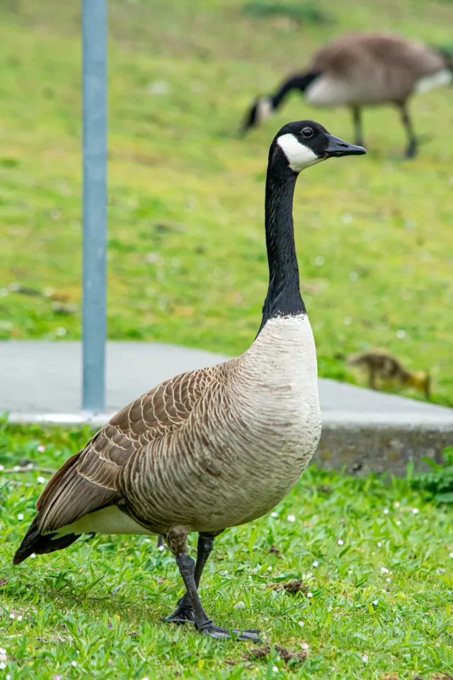 Canada goose