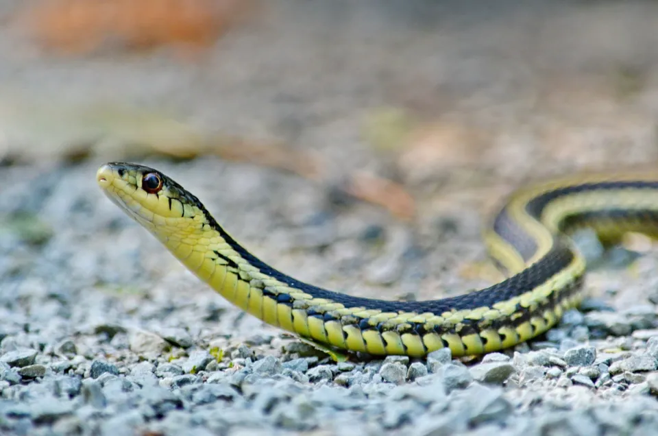 Common gartersnake on gravel