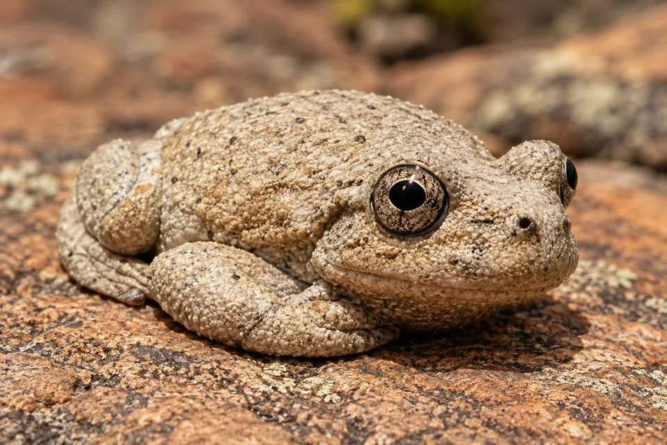Canyon treefrog — verified North Ground species photograph
