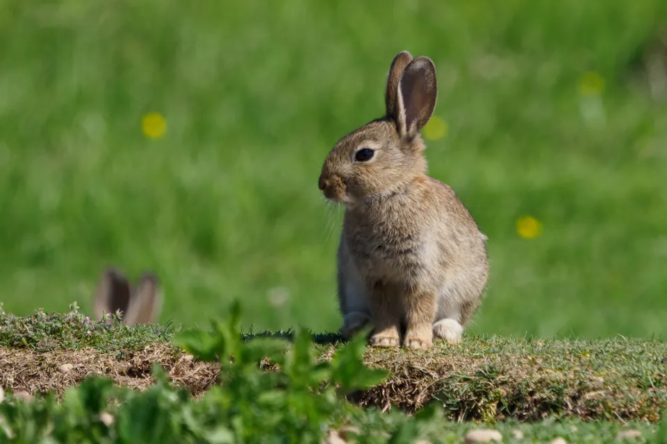European rabbit sitting in a meadow