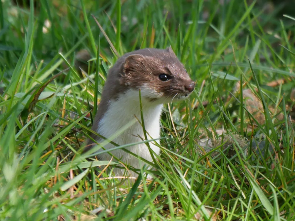 Least weasel peering out of tall grass