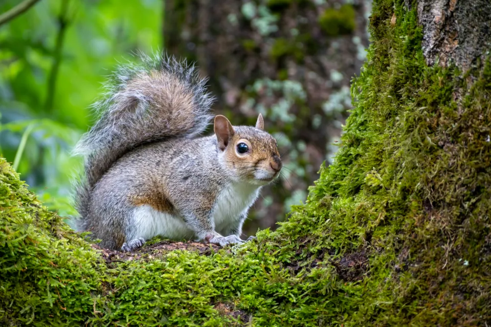 Eastern gray squirrel