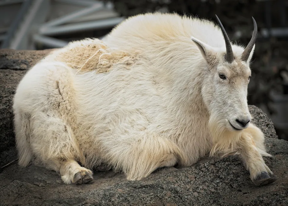 Mountain goat resting on a rock
