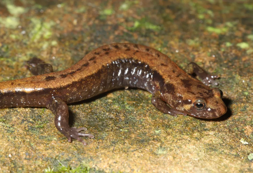 Allegheny Mountain dusky salamander on a rock