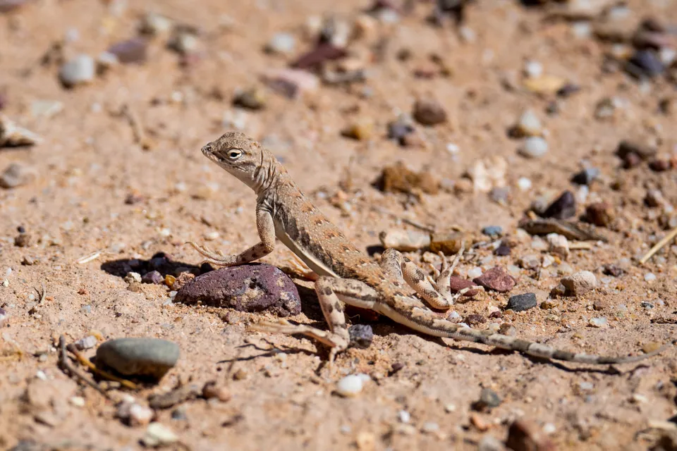 Common lesser earless lizard — verified North Ground species photograph
