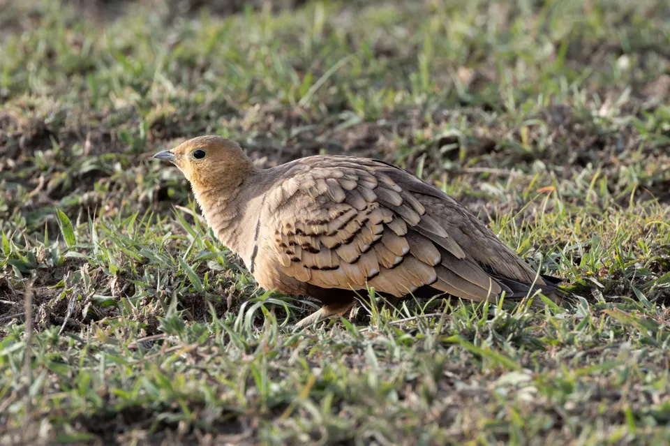 Chestnut-bellied sandgrouse foraging on short grass