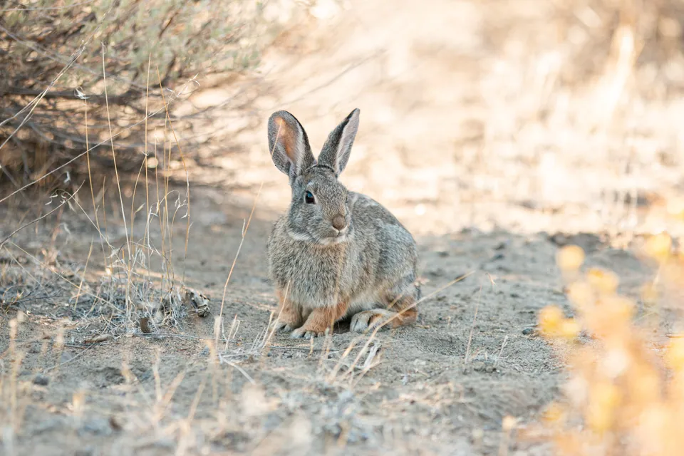 Mountain cottontail sitting on dry ground near sagebrush