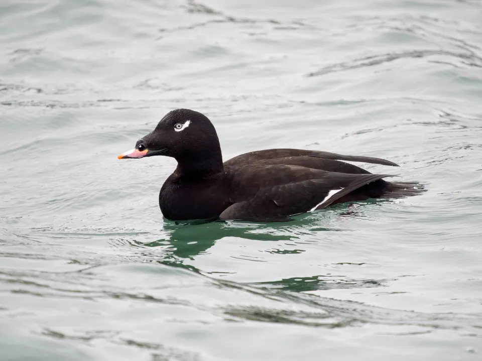 White-winged scoter swimming