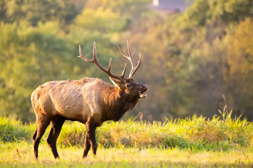 Elk