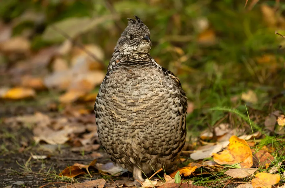 Ruffed grouse