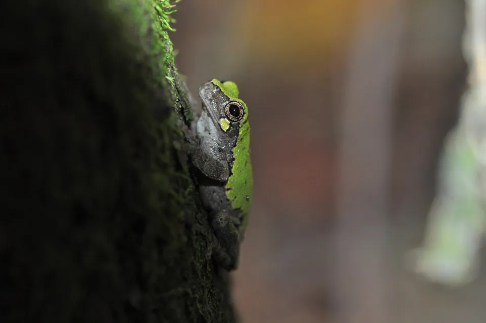 Bird-voiced treefrog — verified North Ground species photograph