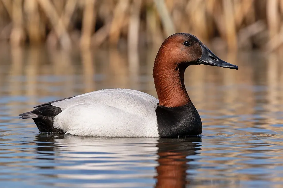 Canvasback — verified North Ground species photograph