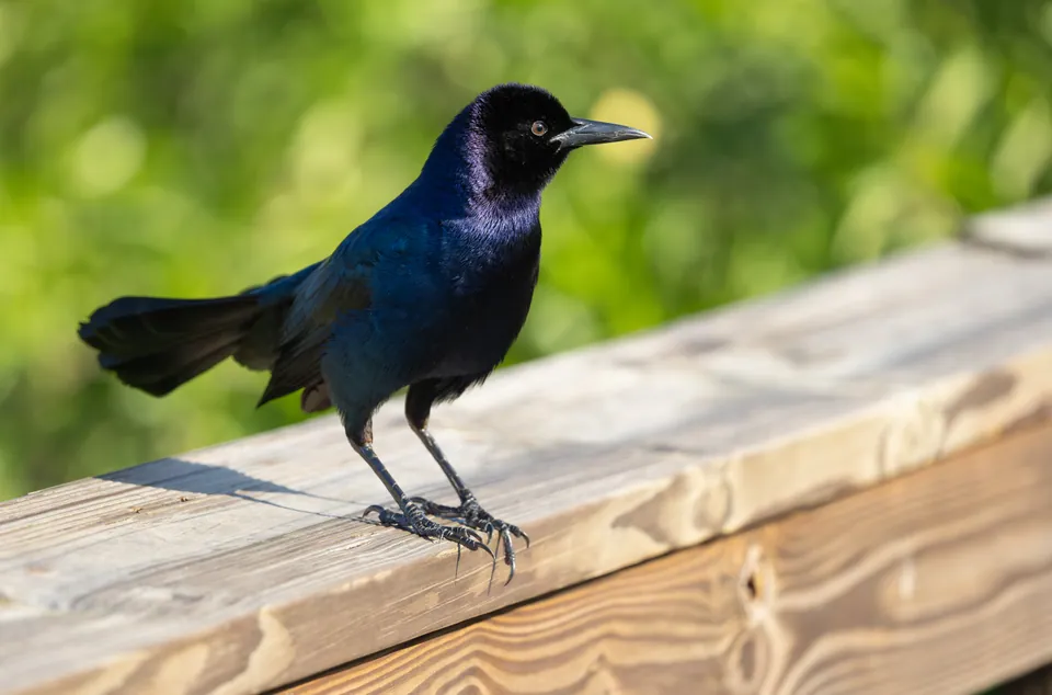 Boat-tailed grackle perched on a wooden rail