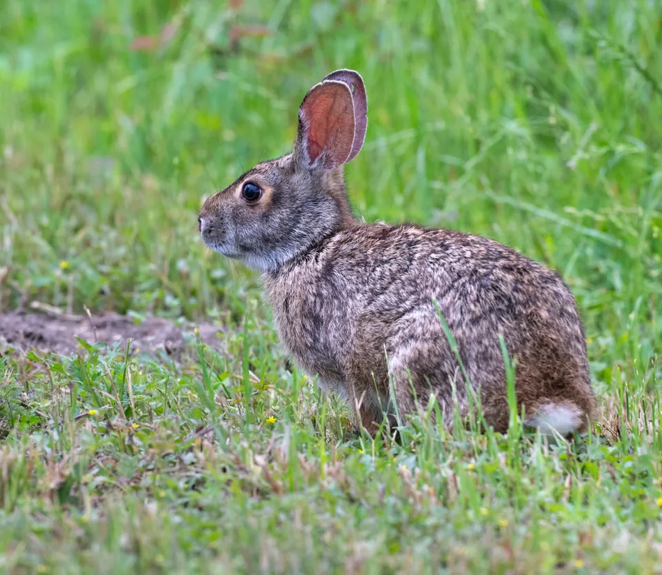 Swamp rabbit sitting on grass