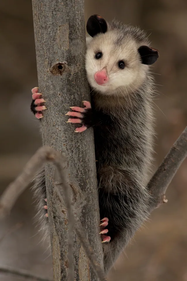 Virginia opossum climbing a tree trunk