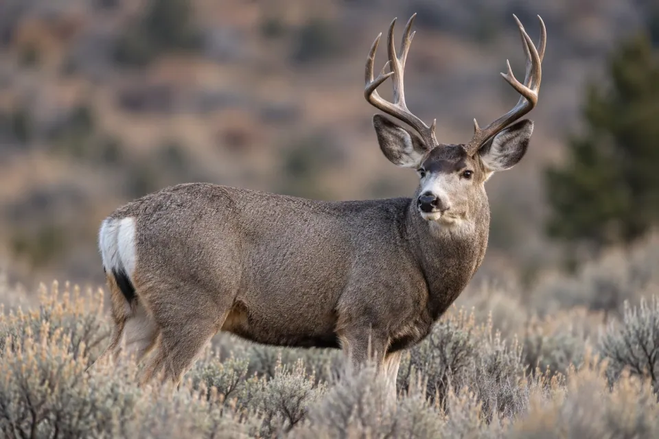 Mule deer — verified North Ground species photograph