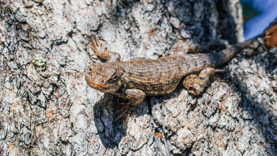 Common sagebrush lizard basking on tree bark