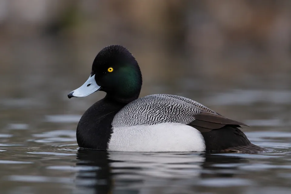 Greater scaup — verified North Ground species photograph