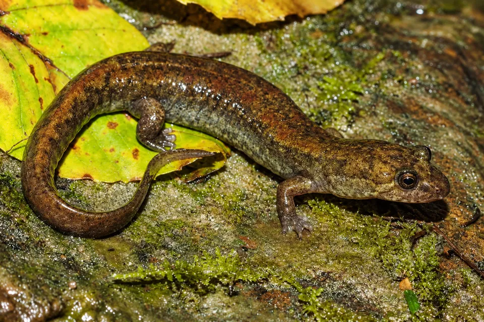 Black Mountain salamander — verified North Ground species photograph