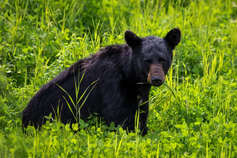 American black bear