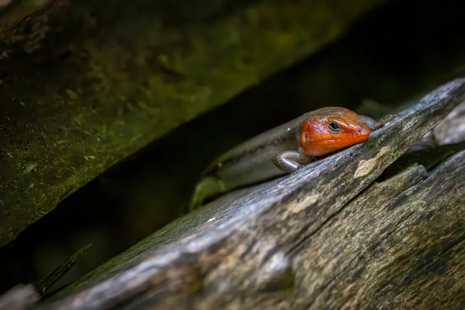 Broadhead skink with an orange head resting on a weathered log