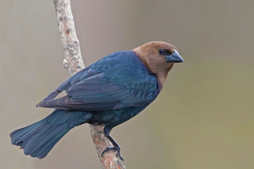 Brown-headed cowbird — verified North Ground species photograph