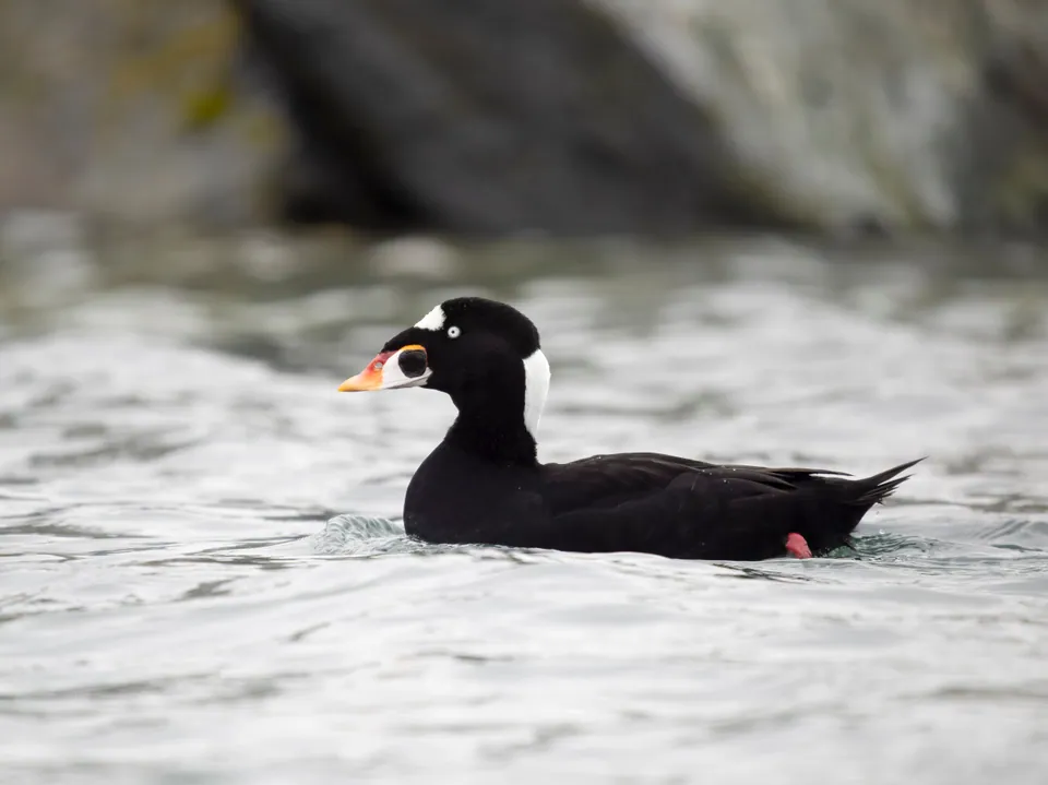 Surf scoter swimming