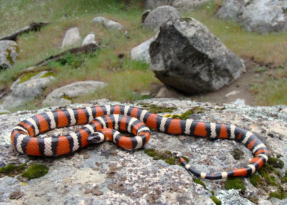 California mountain kingsnake — verified North Ground species photograph