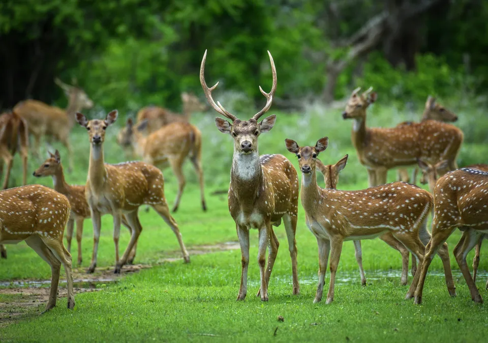 Axis deer herd, including an antlered deer, in a green meadow