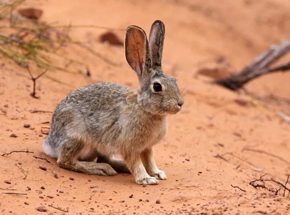 Desert cottontail sitting on red sand