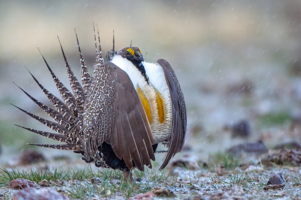 Male greater sage-grouse displaying