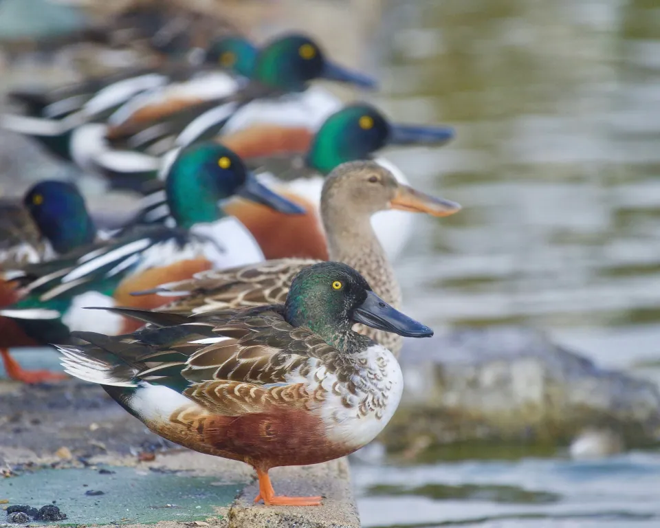 Northern shoveler
