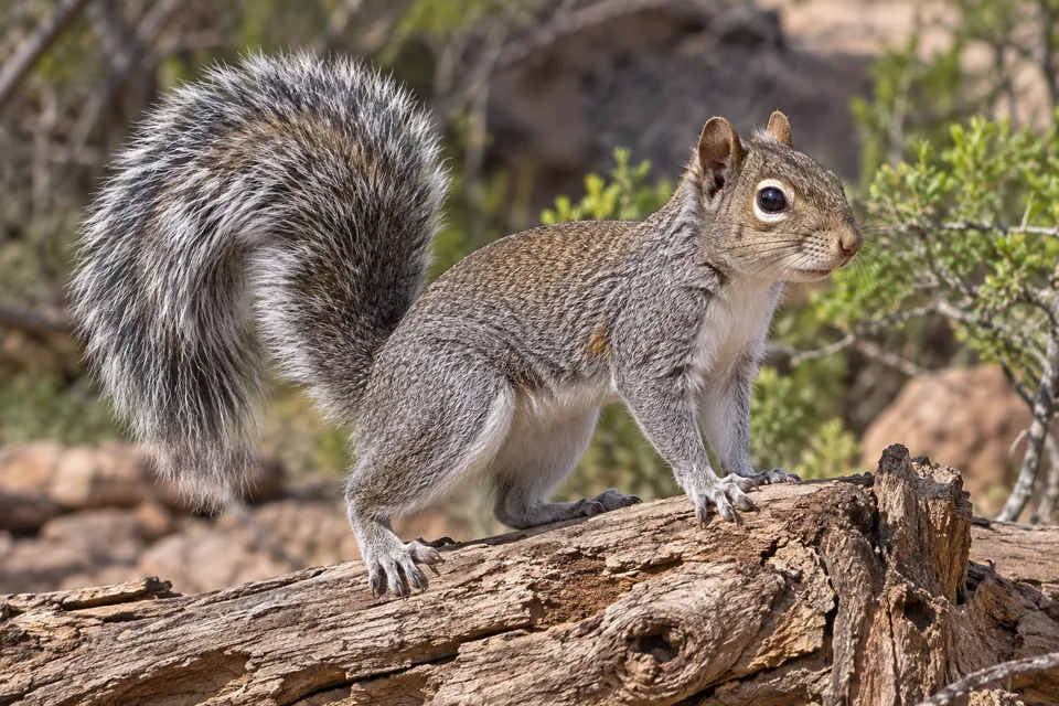 Arizona gray squirrel — verified North Ground species photograph