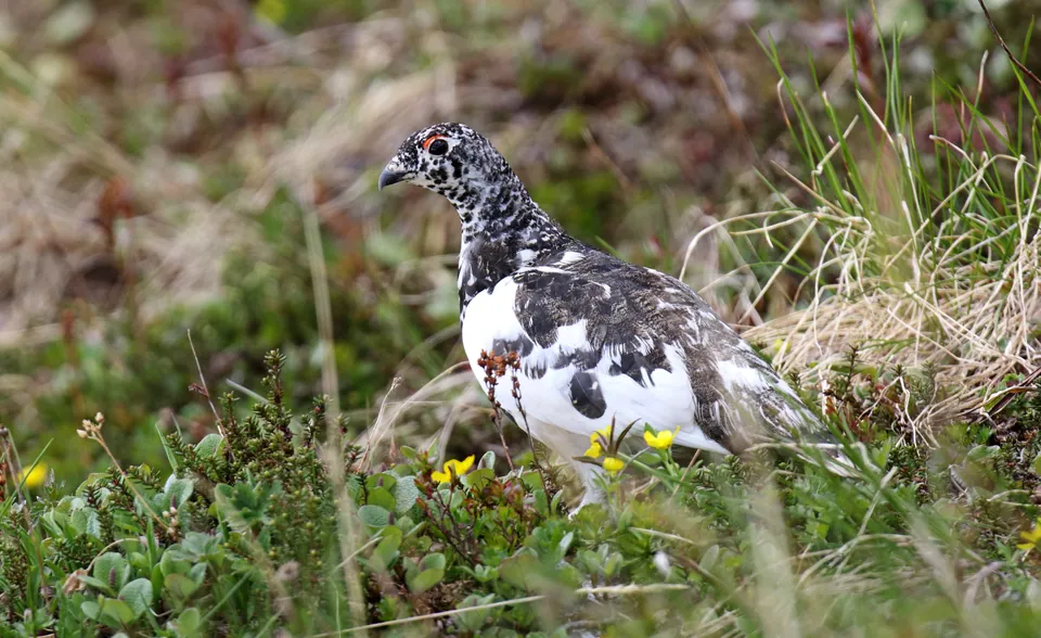 White-tailed ptarmigan in mottled plumage among low vegetation