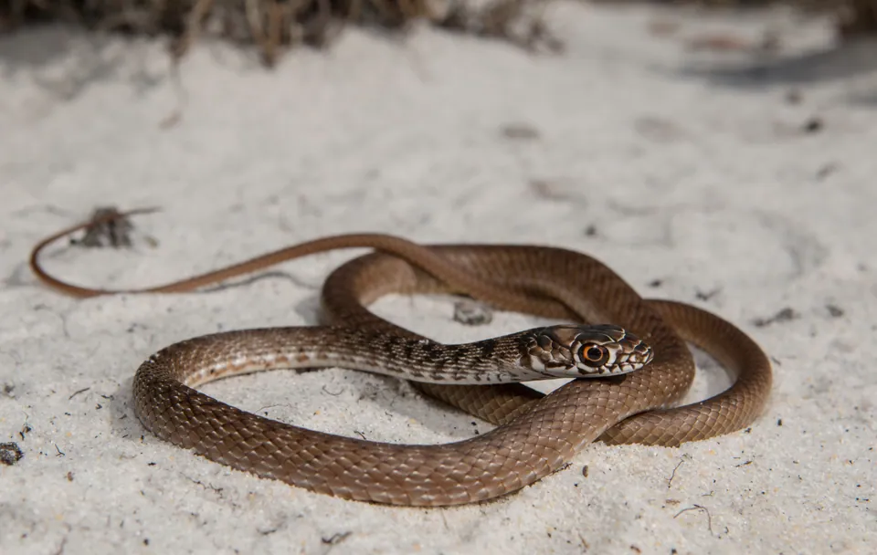 Young coachwhip on sand