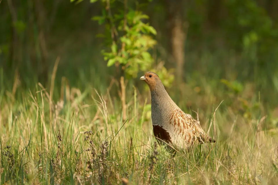 Gray partridge