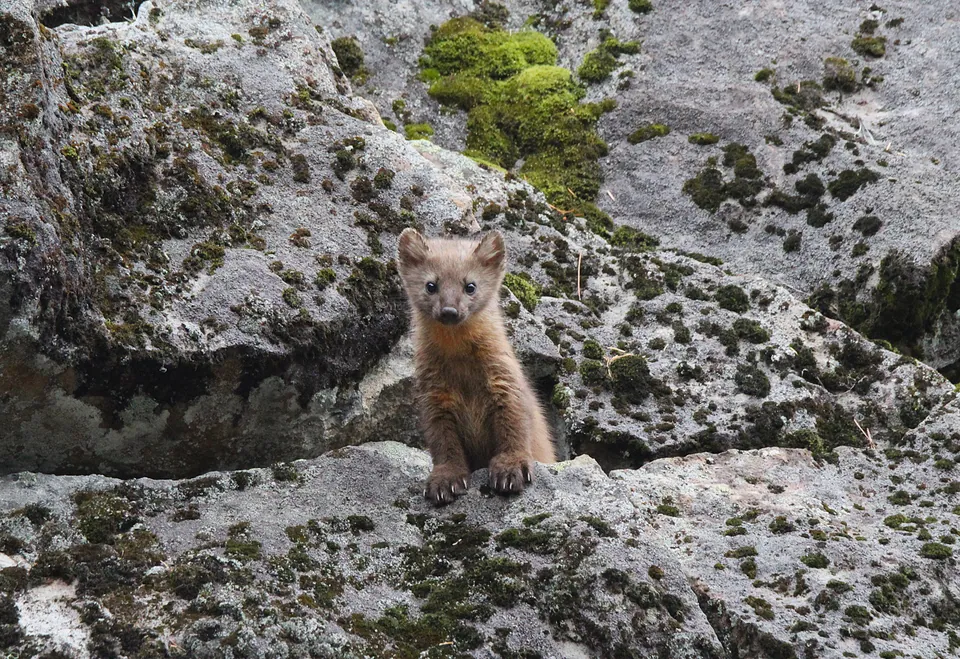 Pacific marten peering out of a boulder field