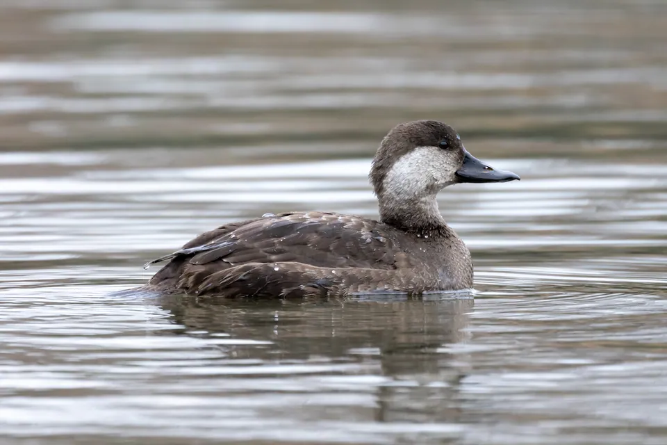 Female black scoter swimming
