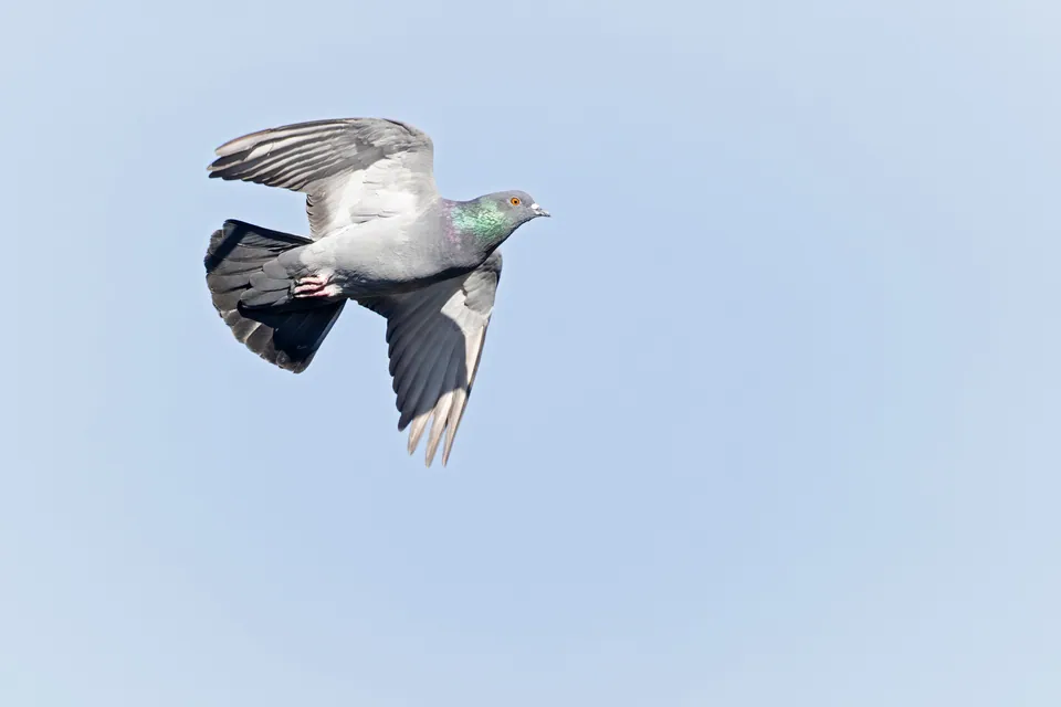 Rock pigeon in flight