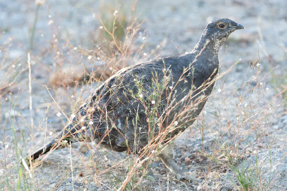 Sooty grouse walking on the ground