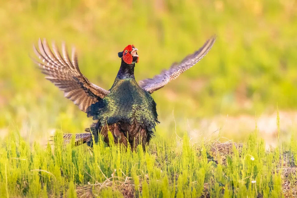 Green pheasant flapping its wings in grass