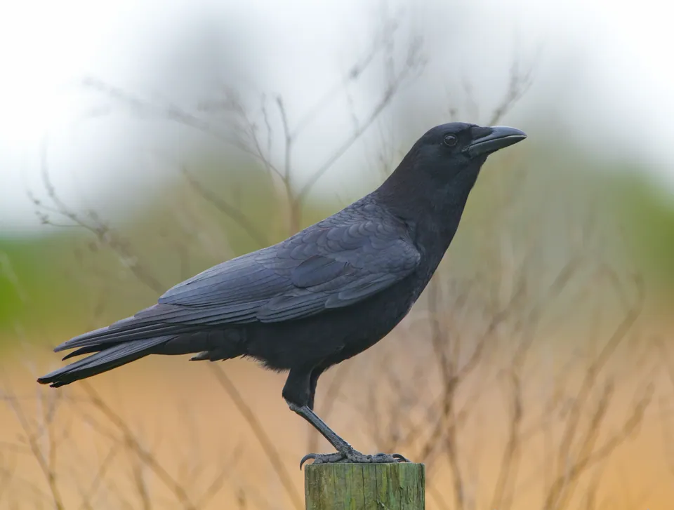 Fish crow perched on a post