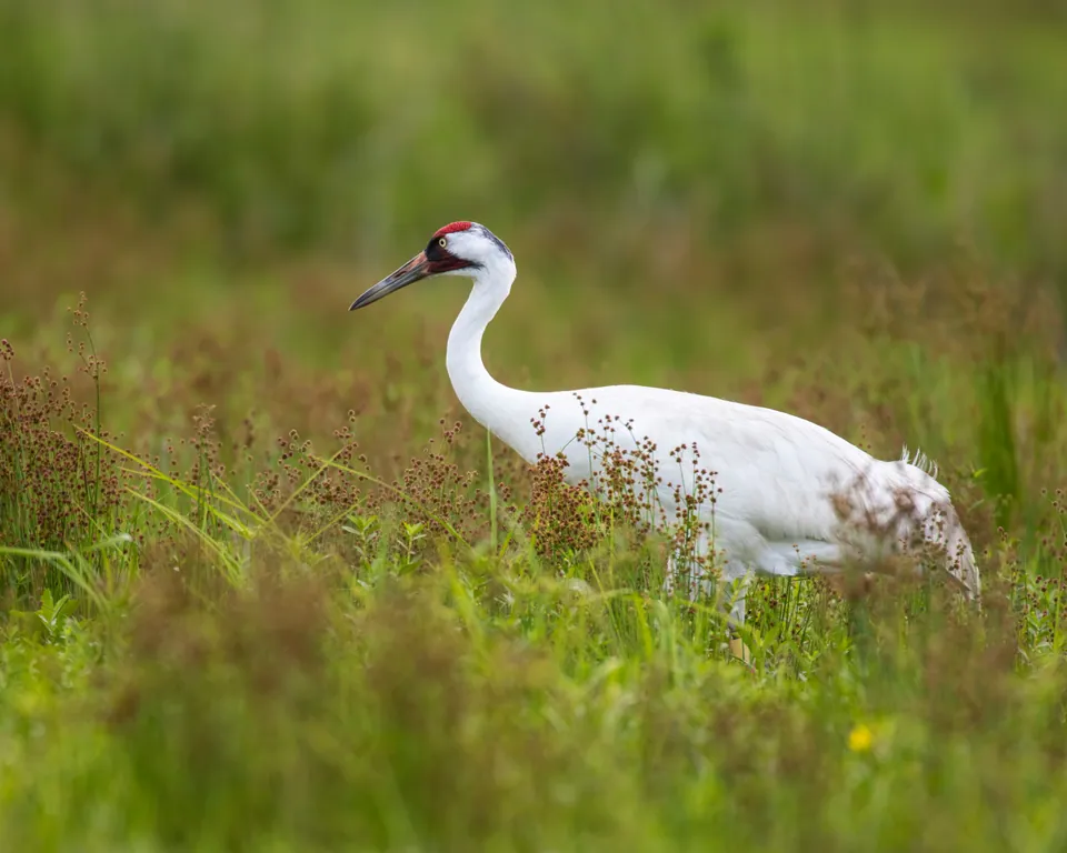 Whooping crane walking through tall grass