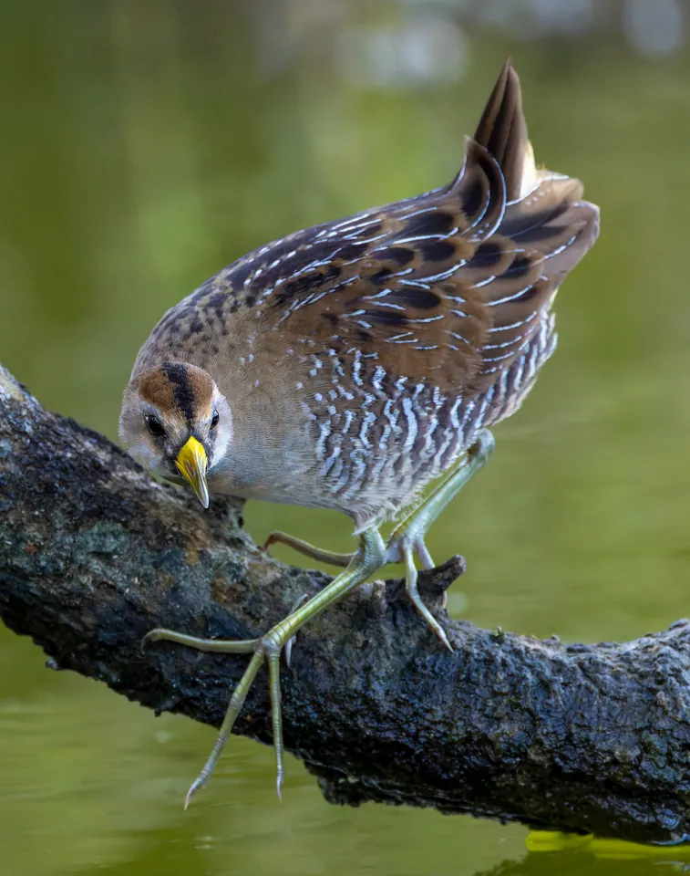 Sora walking along a log